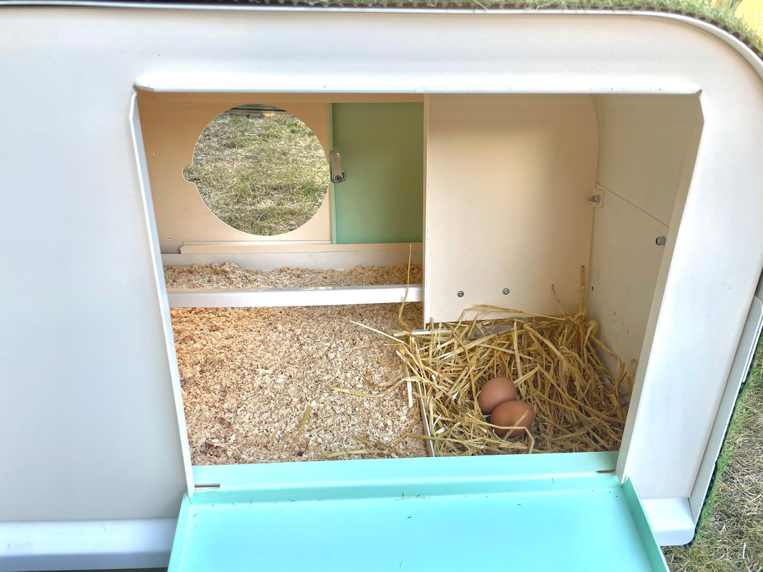 chicken coop and nesting box