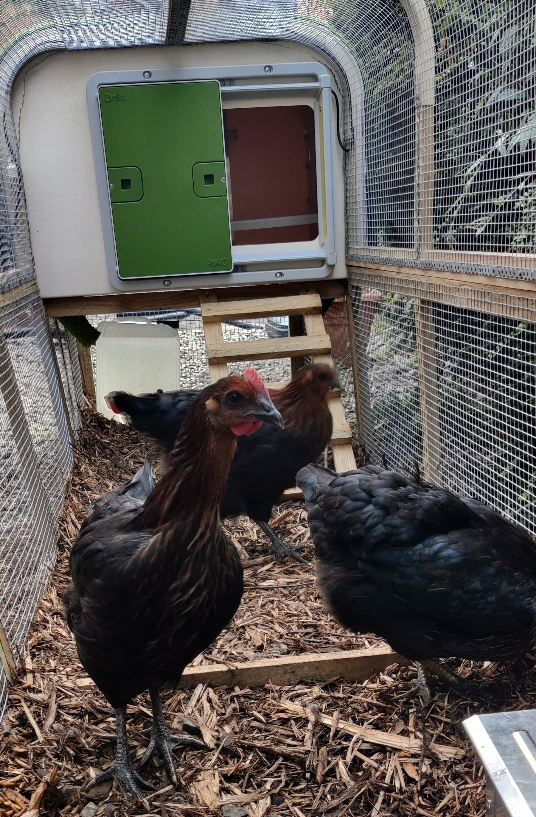 chicken coop automated door